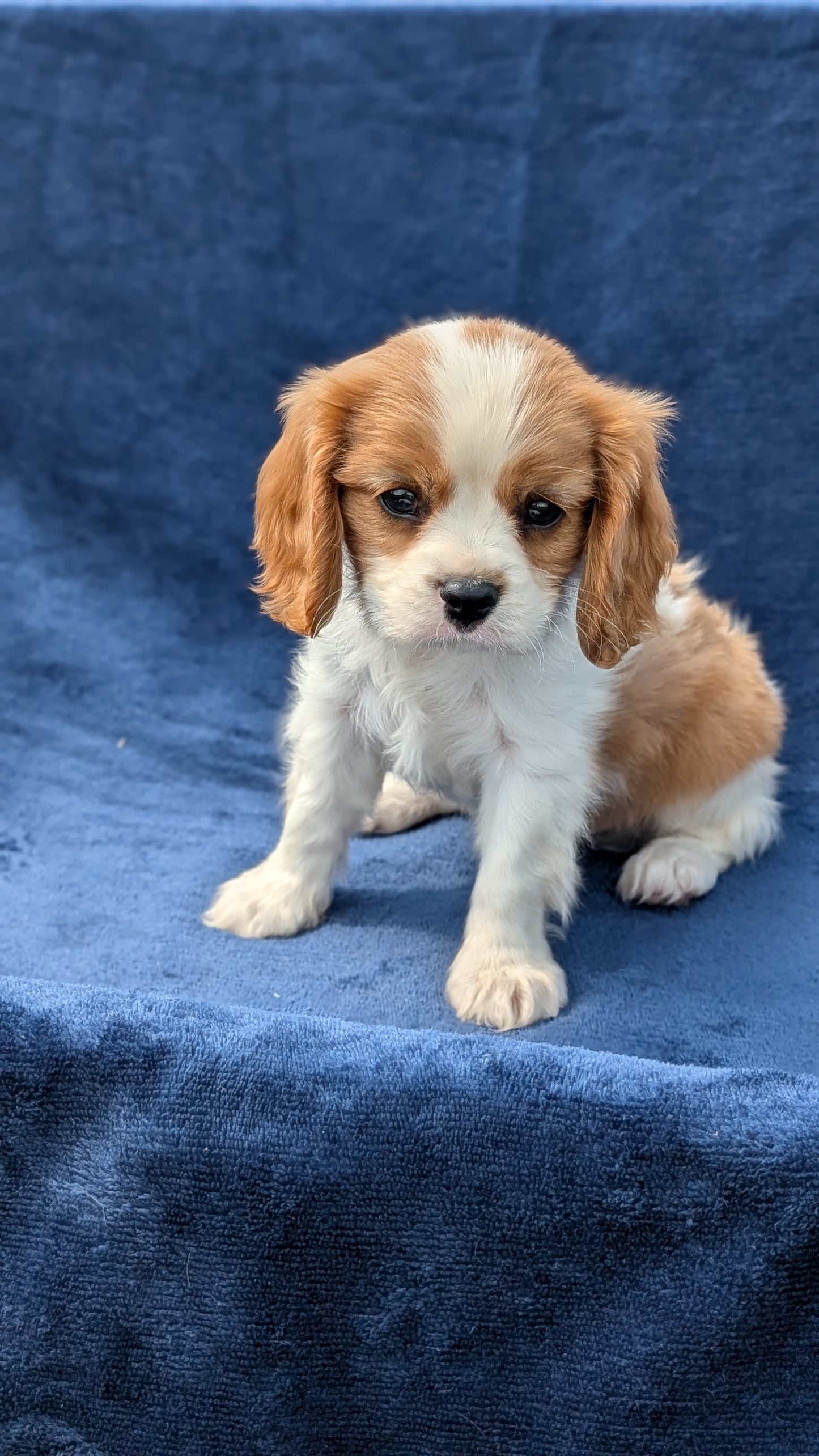 CAVALIER (05/19) MALE