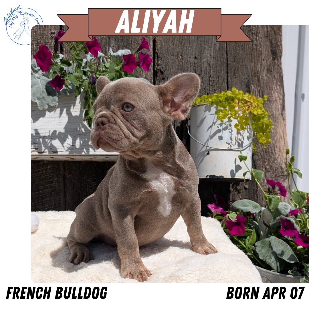 Isabella French Frenchies Near Me For Sale Isabella French Fluffy