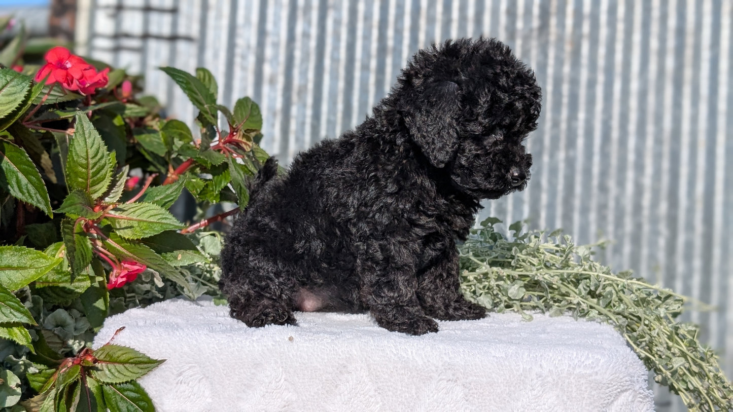 TOY POODLE (07/06) FEMALE