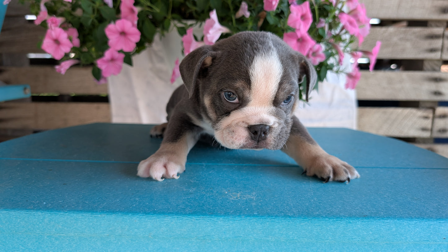ENGLISH BULLDOG (06/30) MALE