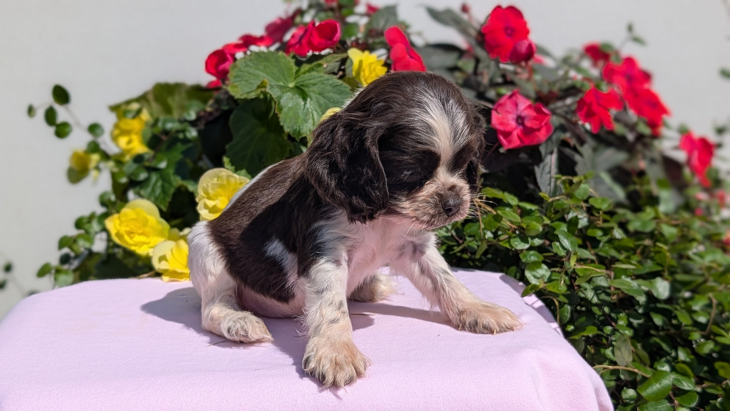 COCKER SPANIEL (07/16) MALE