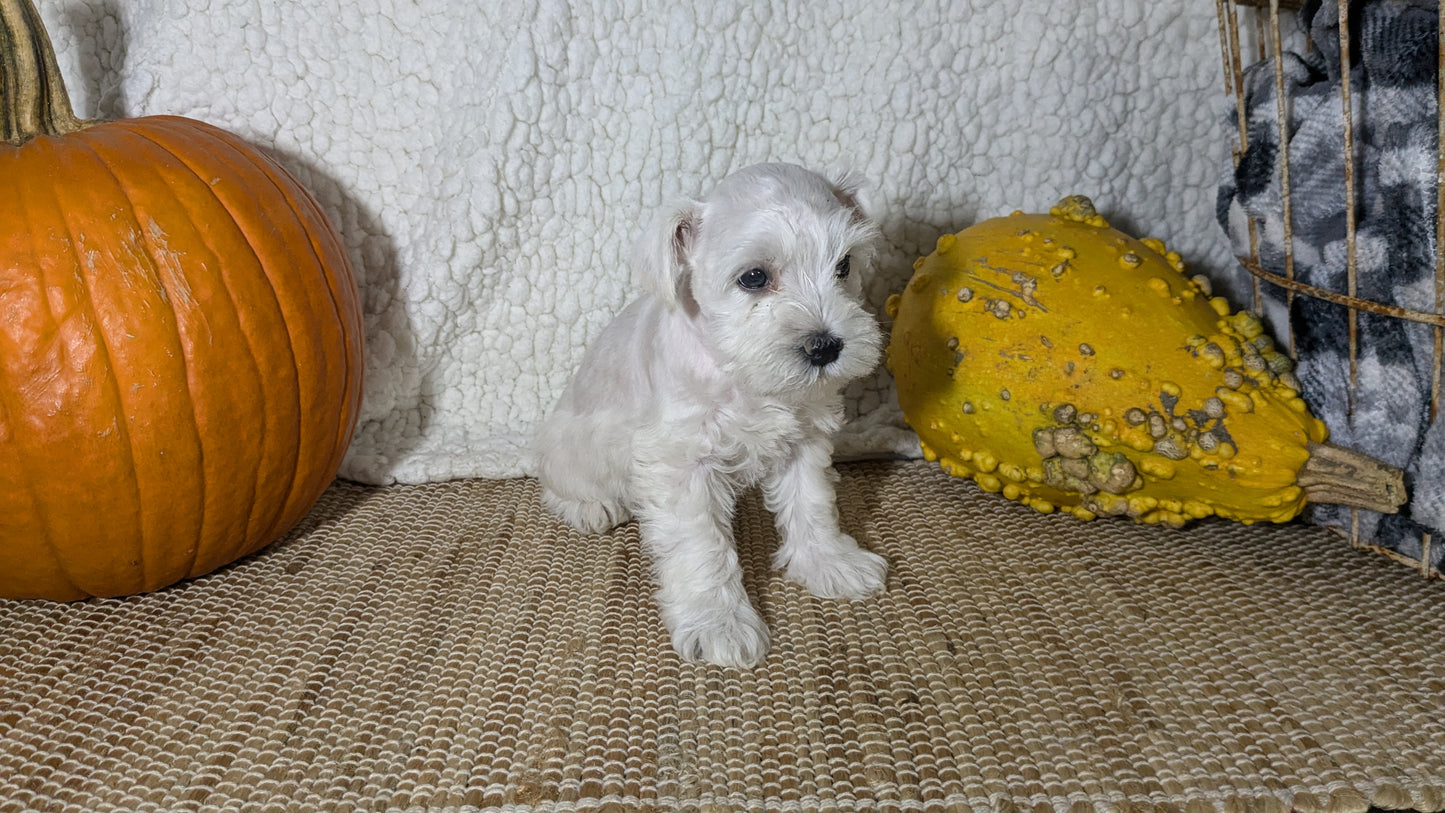 MINI SCHNAUZER (09/23) FEMALE