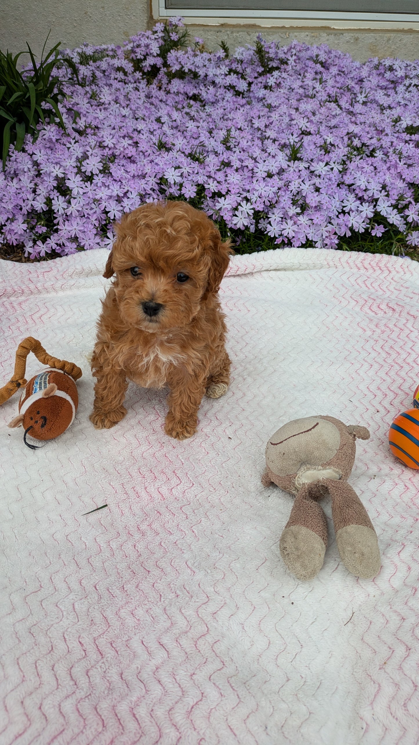 MALTIPOO (03/15) MALE