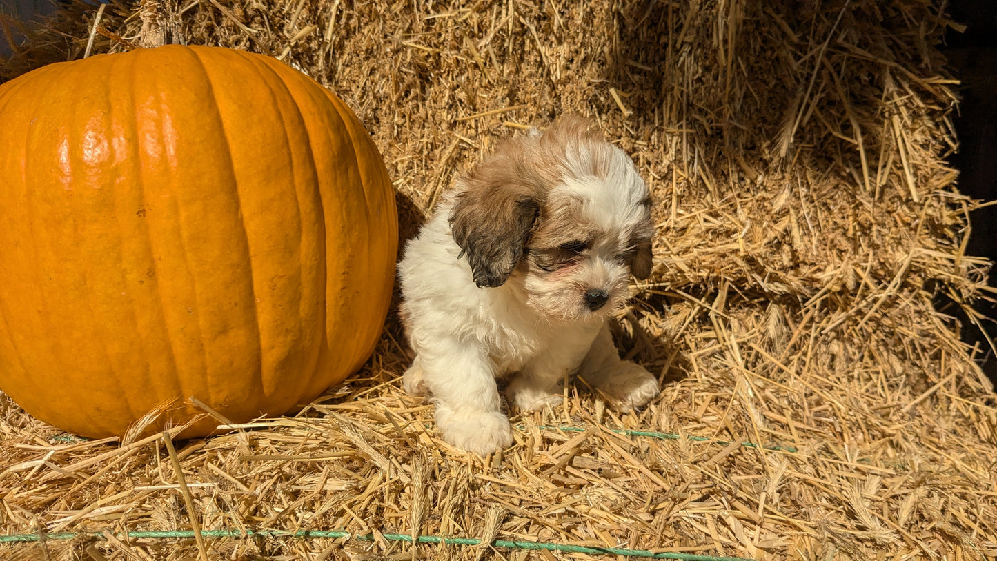 TEDDY BEAR (08/16) MALE