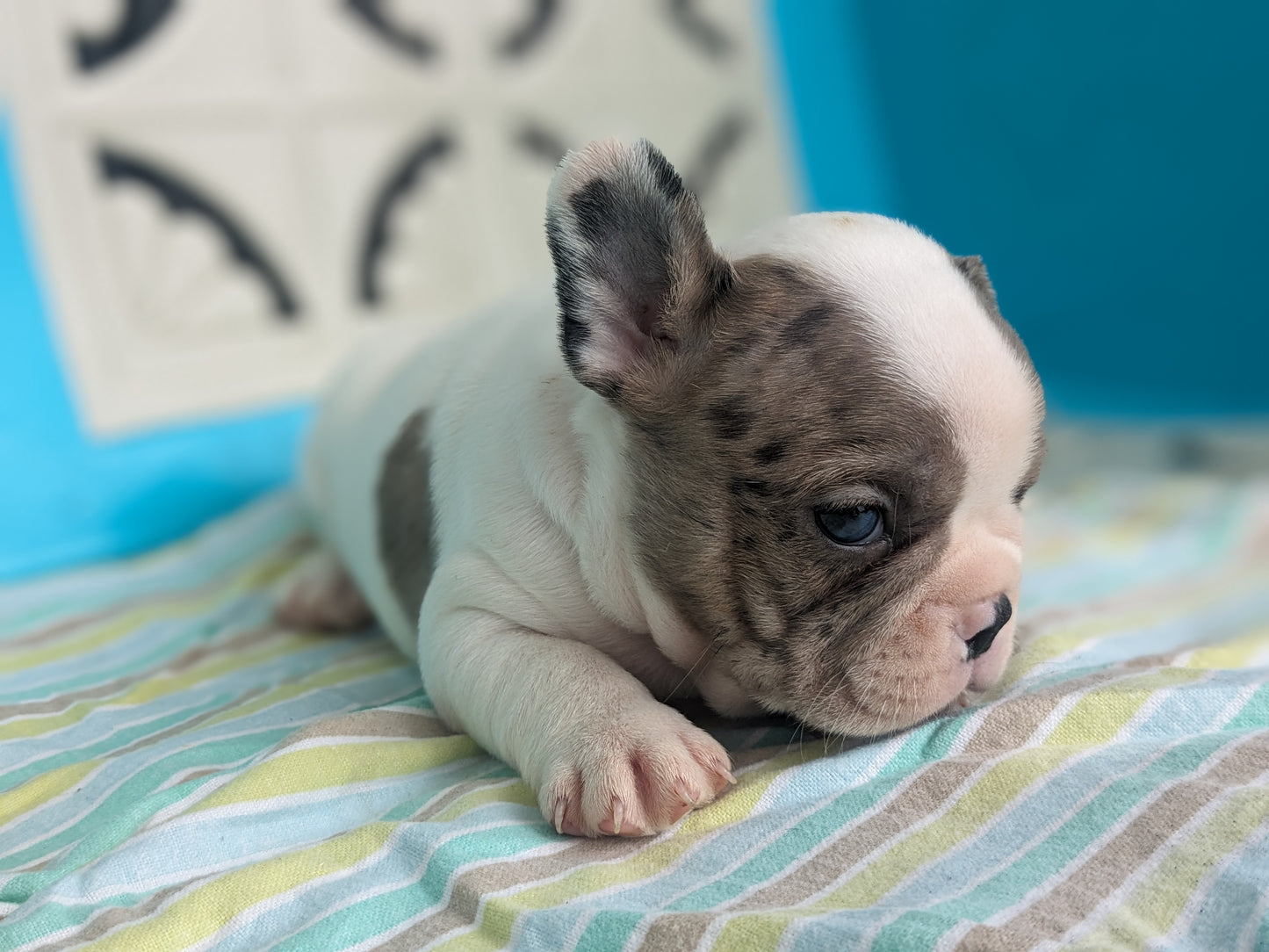 FRENCHTON (04/11) MALE
