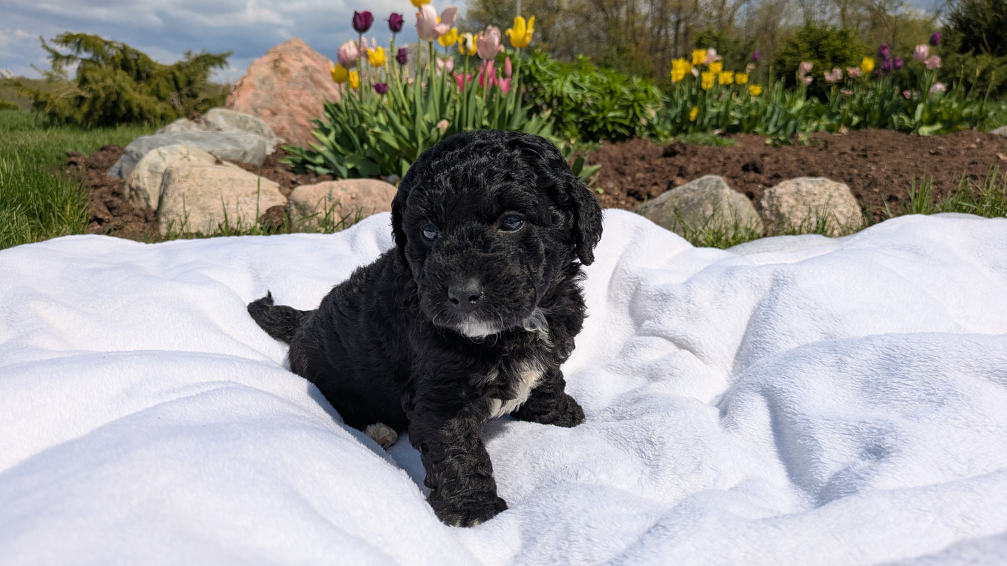 MINI BERNEDOODLE (03/30) MALE