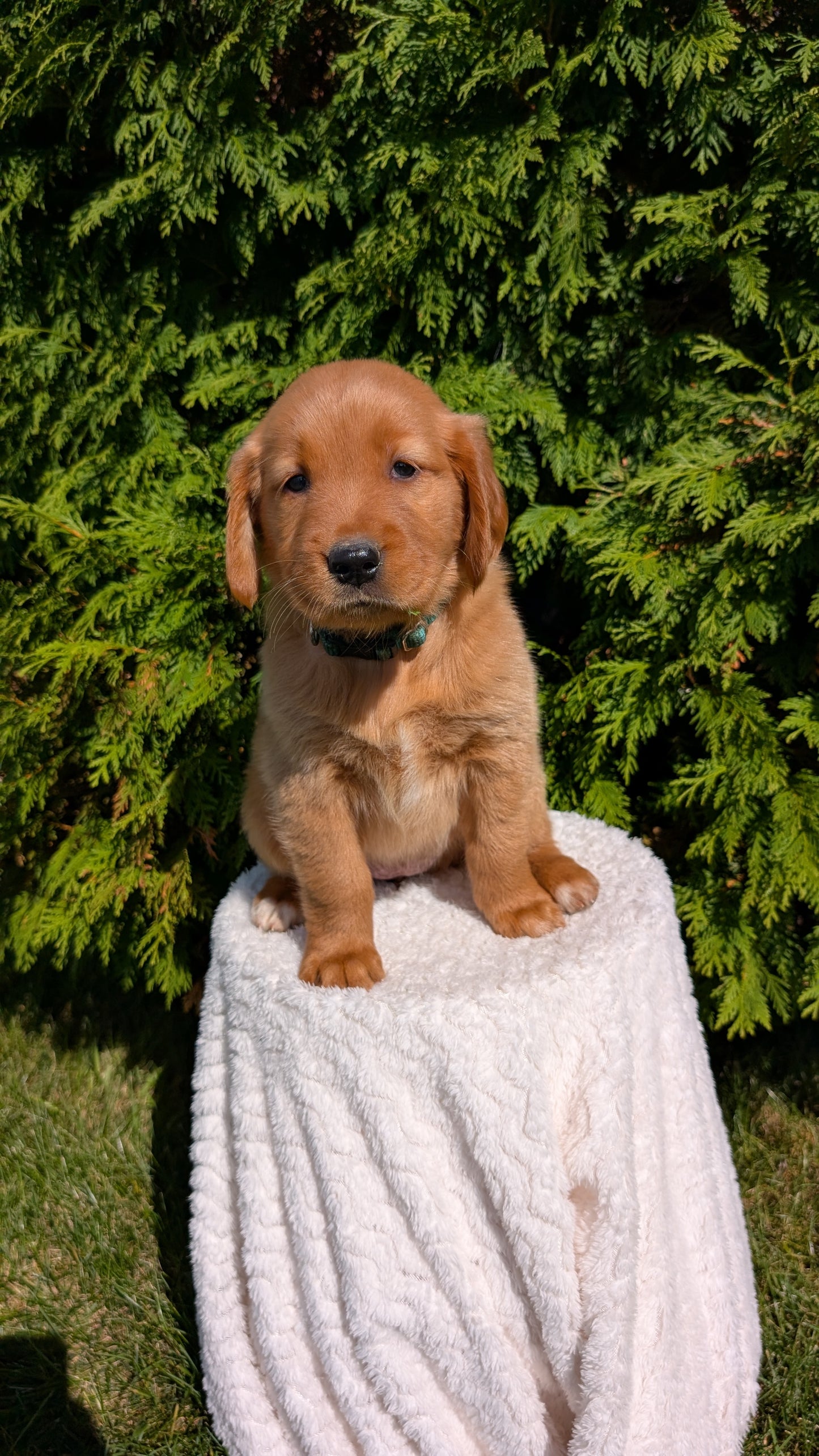 GOLDEN RETRIEVER (07/17) FEMALE
