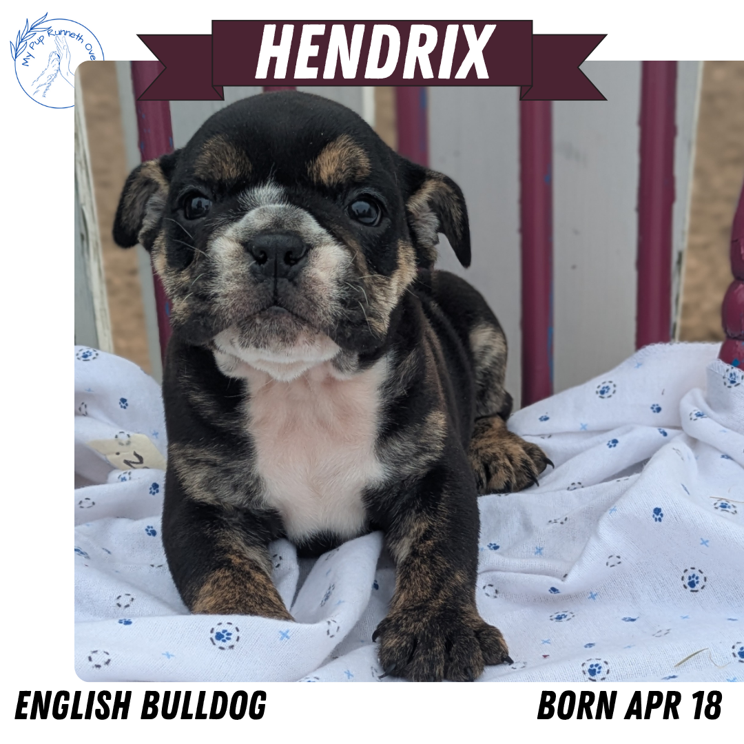 ENGLISH BULLDOG (04/18) MALE