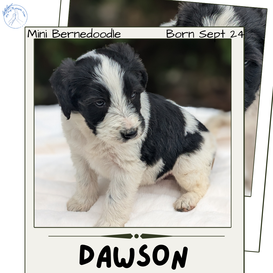 MINI BERNEDOODLE (09/24) MALE
