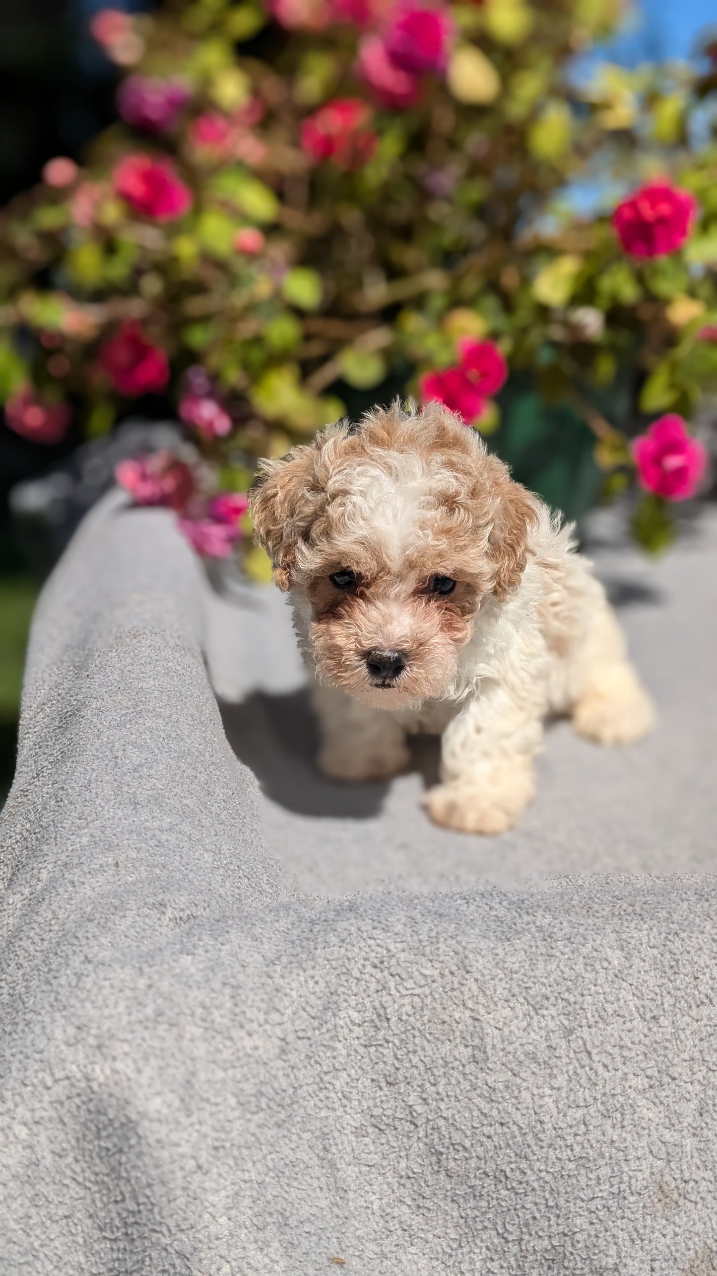TOY POODLE (07/20) MALE