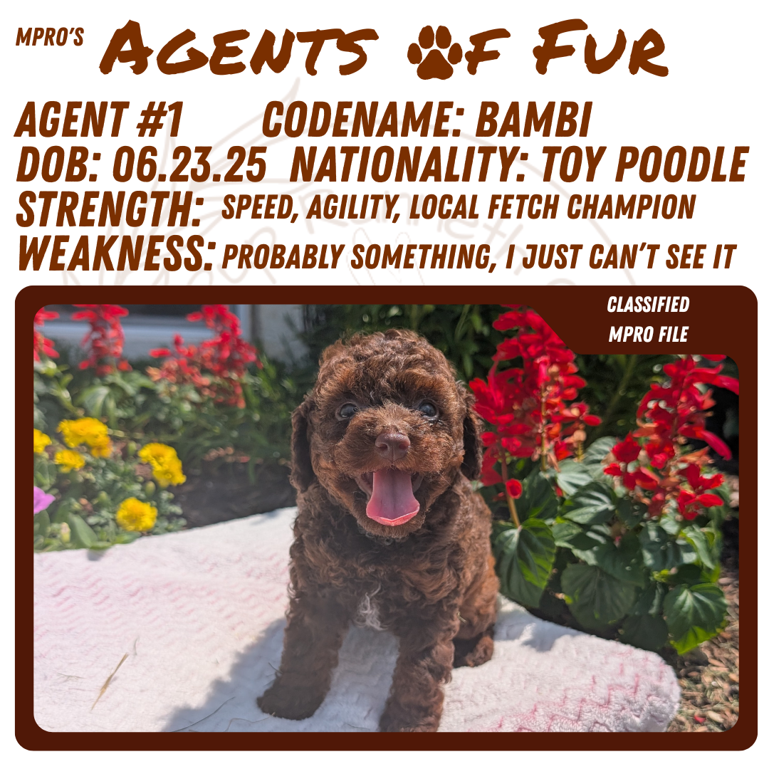 TOY POODLE (06/23) FEMALE