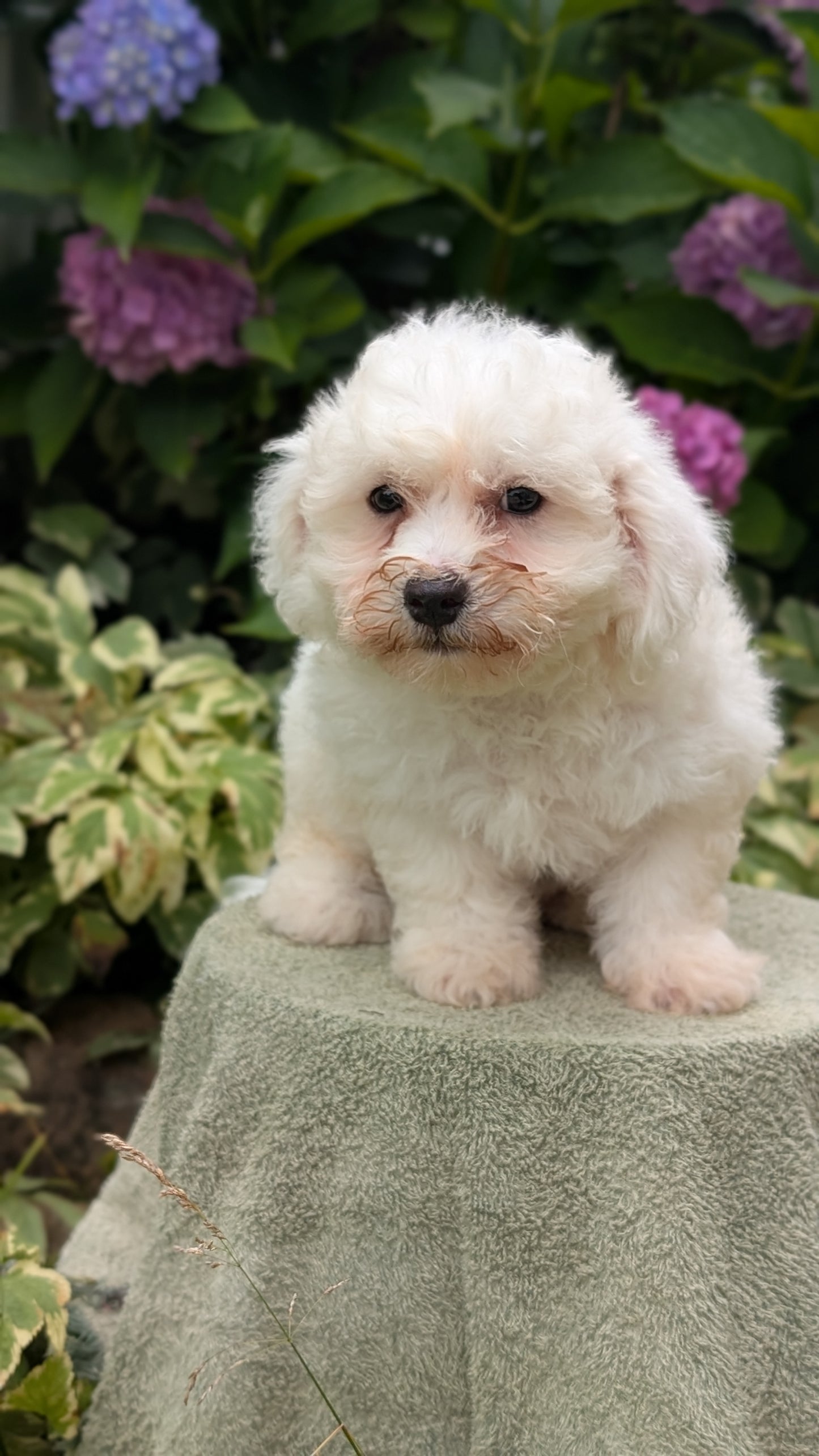 BICHON FRISE (06/19) MALE