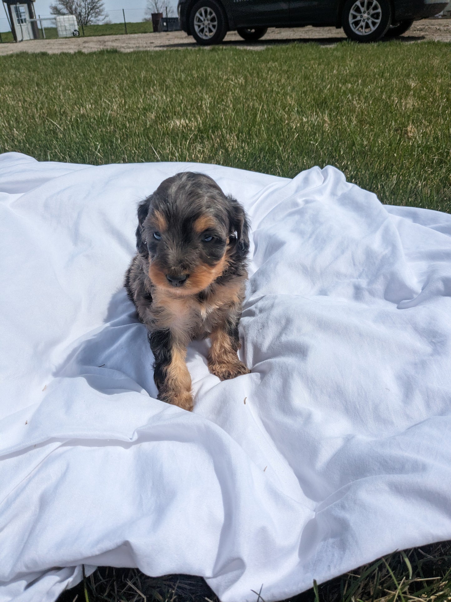 CAVAPOO (03/07) FEMALE