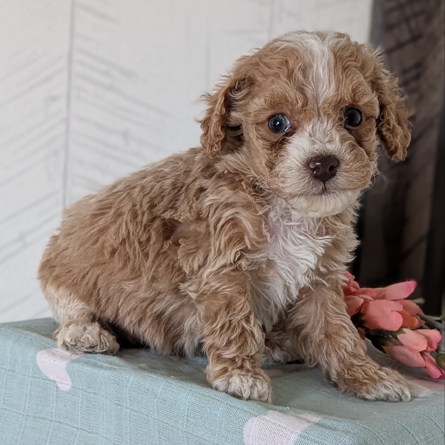 COCKAPOO (FEB 04) MALES