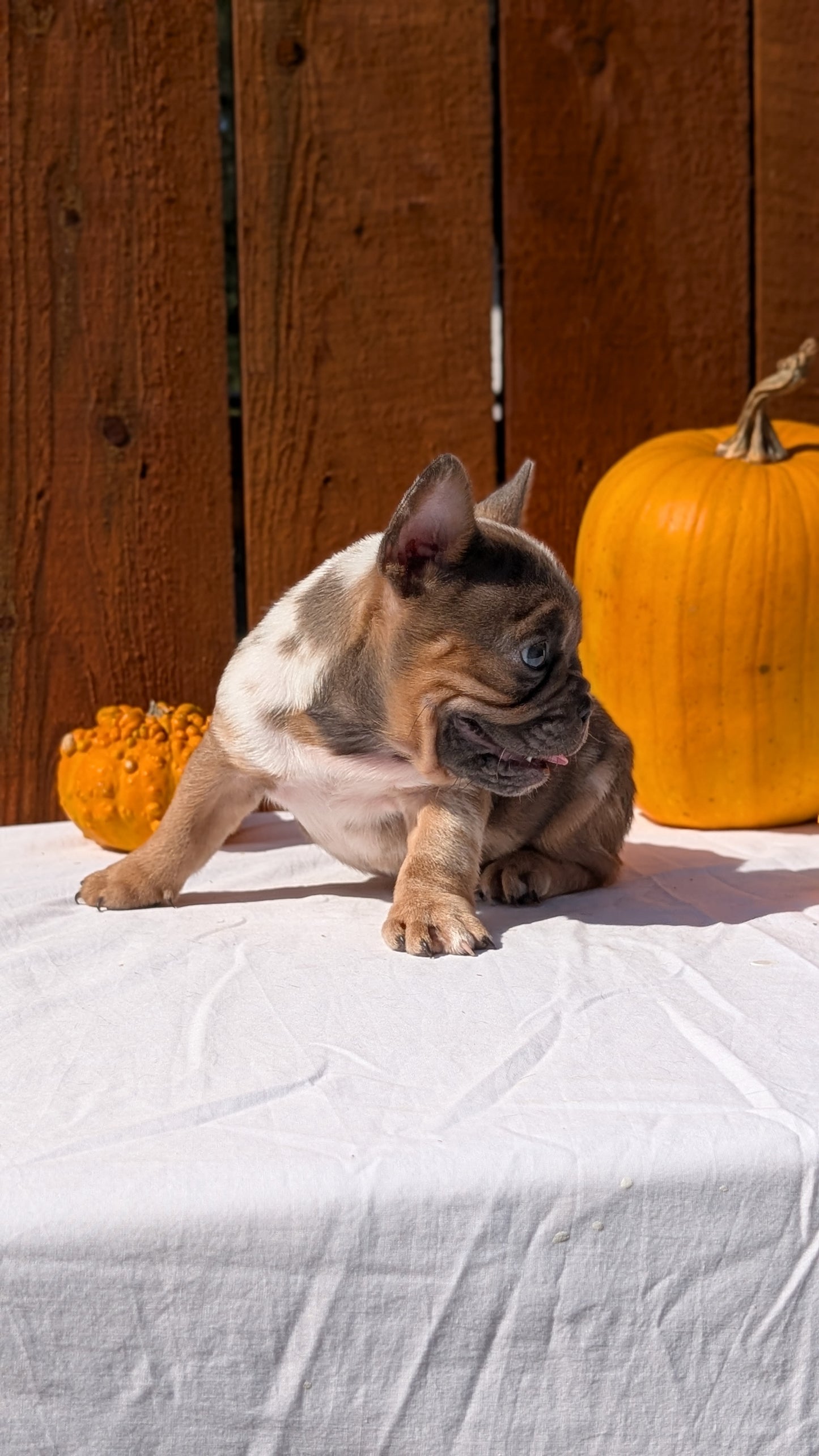 FRENCH BULLDOG (08/12) MALE