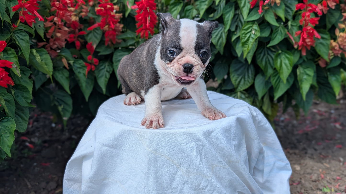 FRENCHTON (06/25) MALE