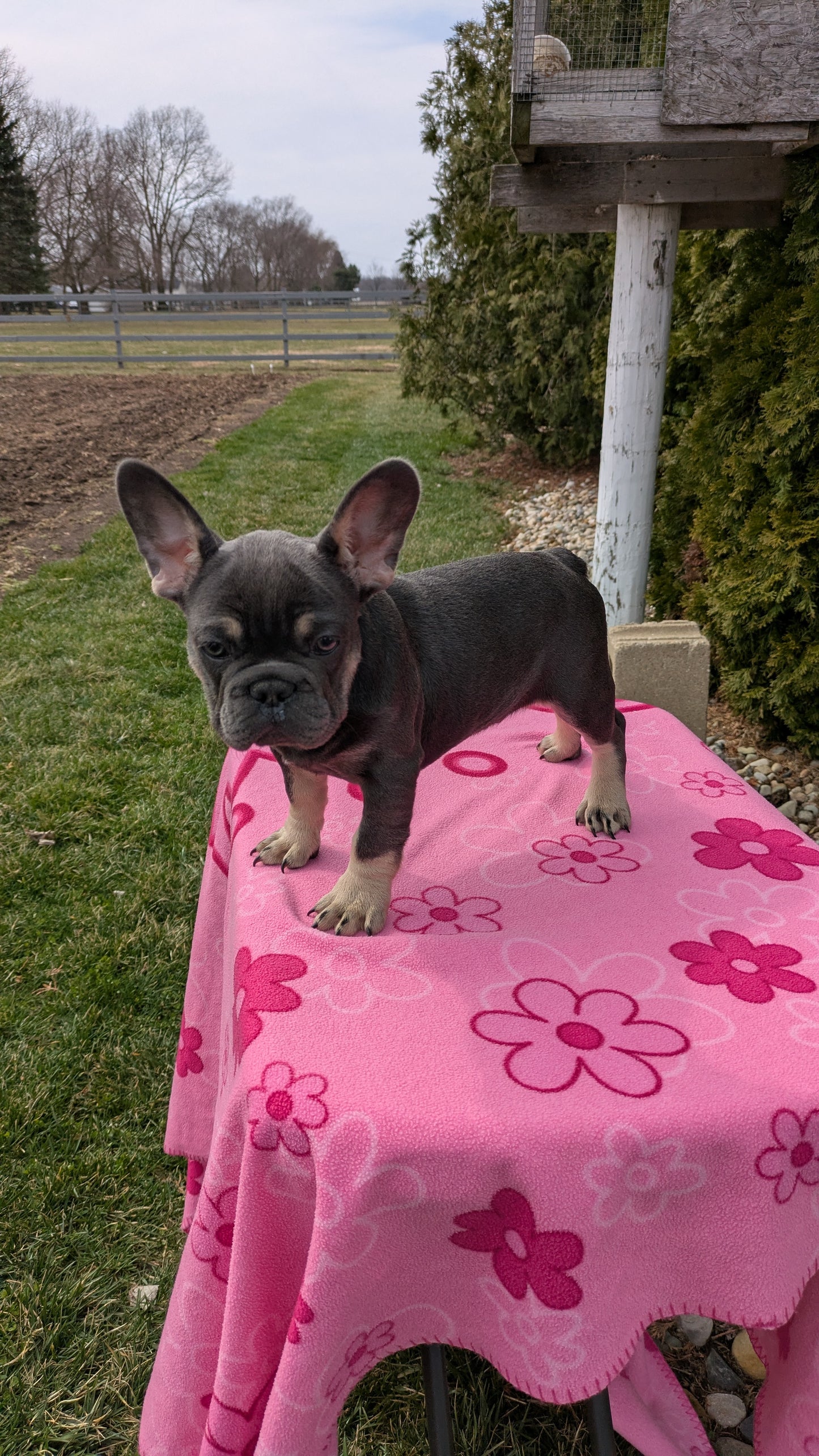 FRENCH BULLDOG (12/21) MALE