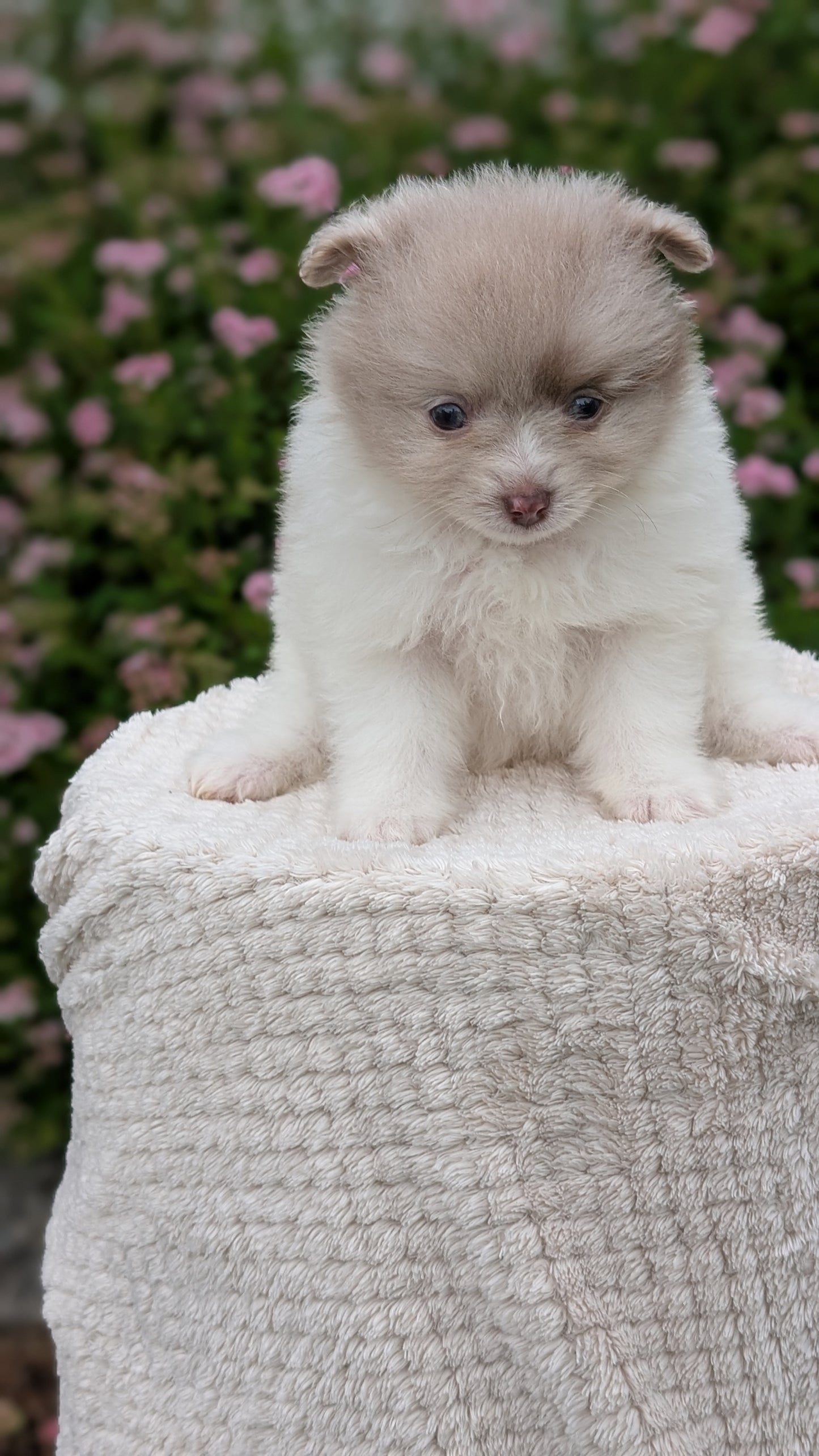 POMERANIAN (04/22) FEMALE