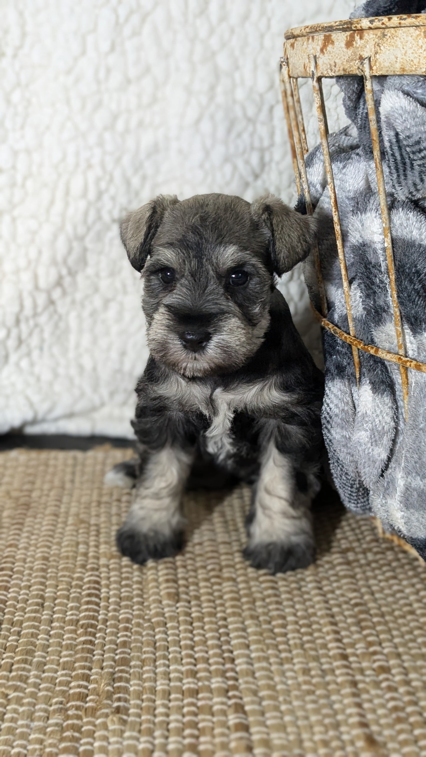 MINI SCHNAUZER (09/22) FEMALE
