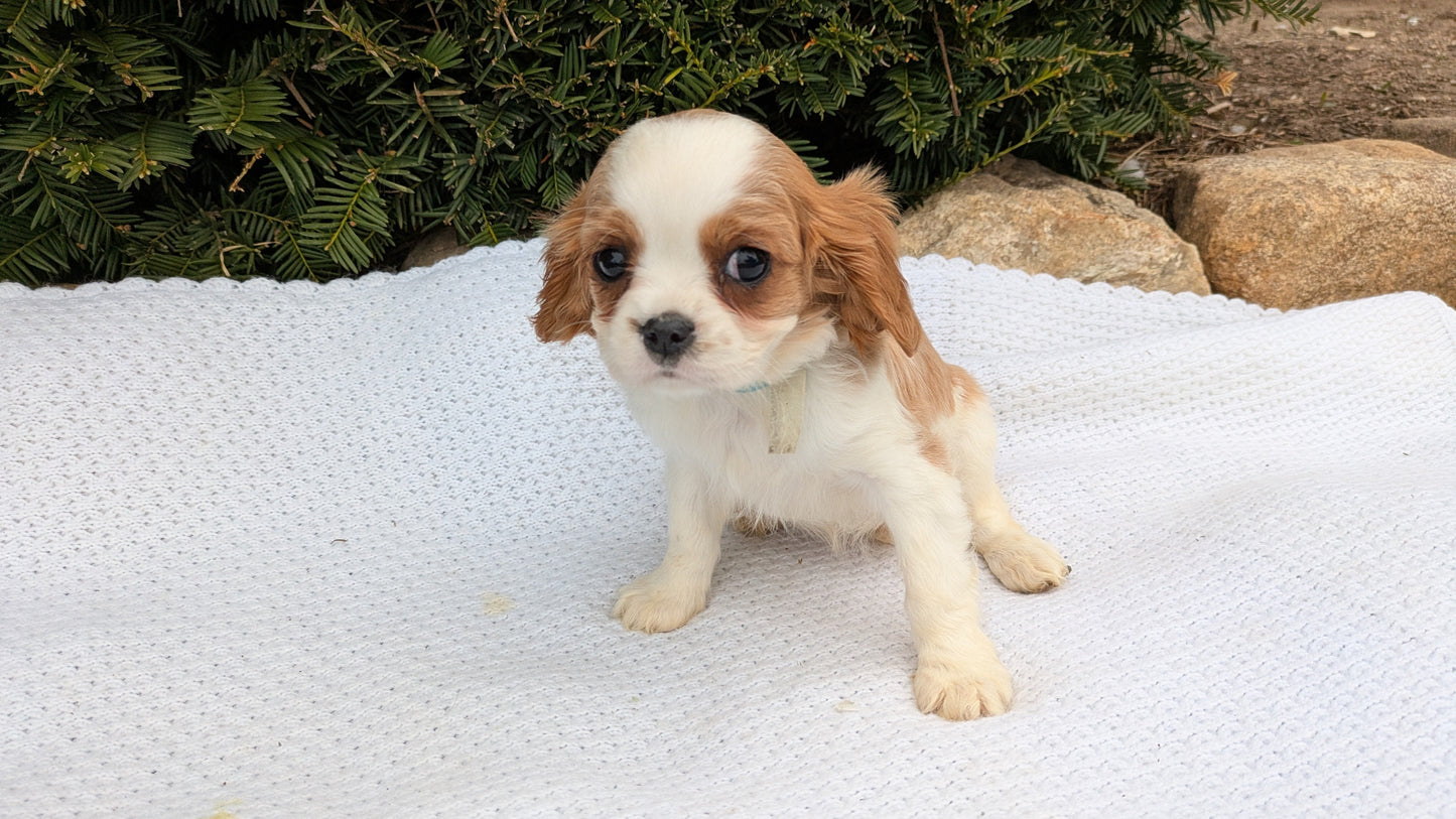 CAVALIER (02/10) FEMALE
