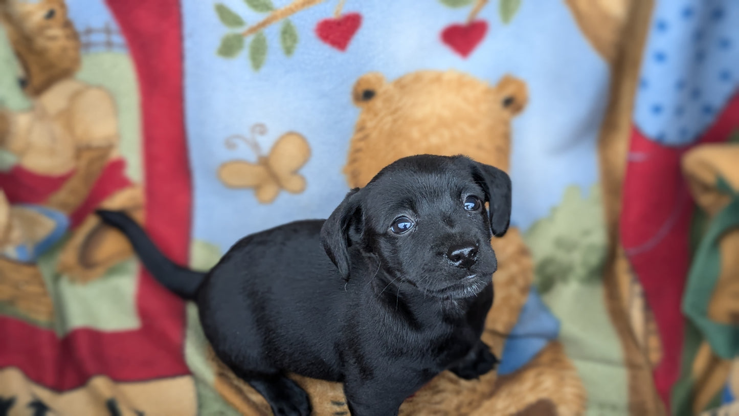 DACHSHUND (10/01) MALE