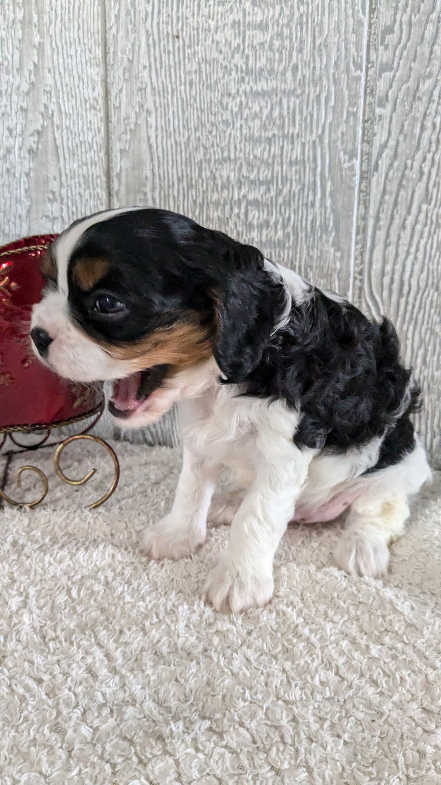 CAVALIER (09/12) MALE