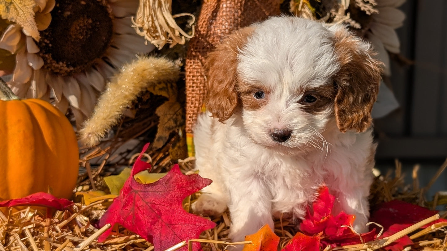 CAVAPOO (07/26) MALE