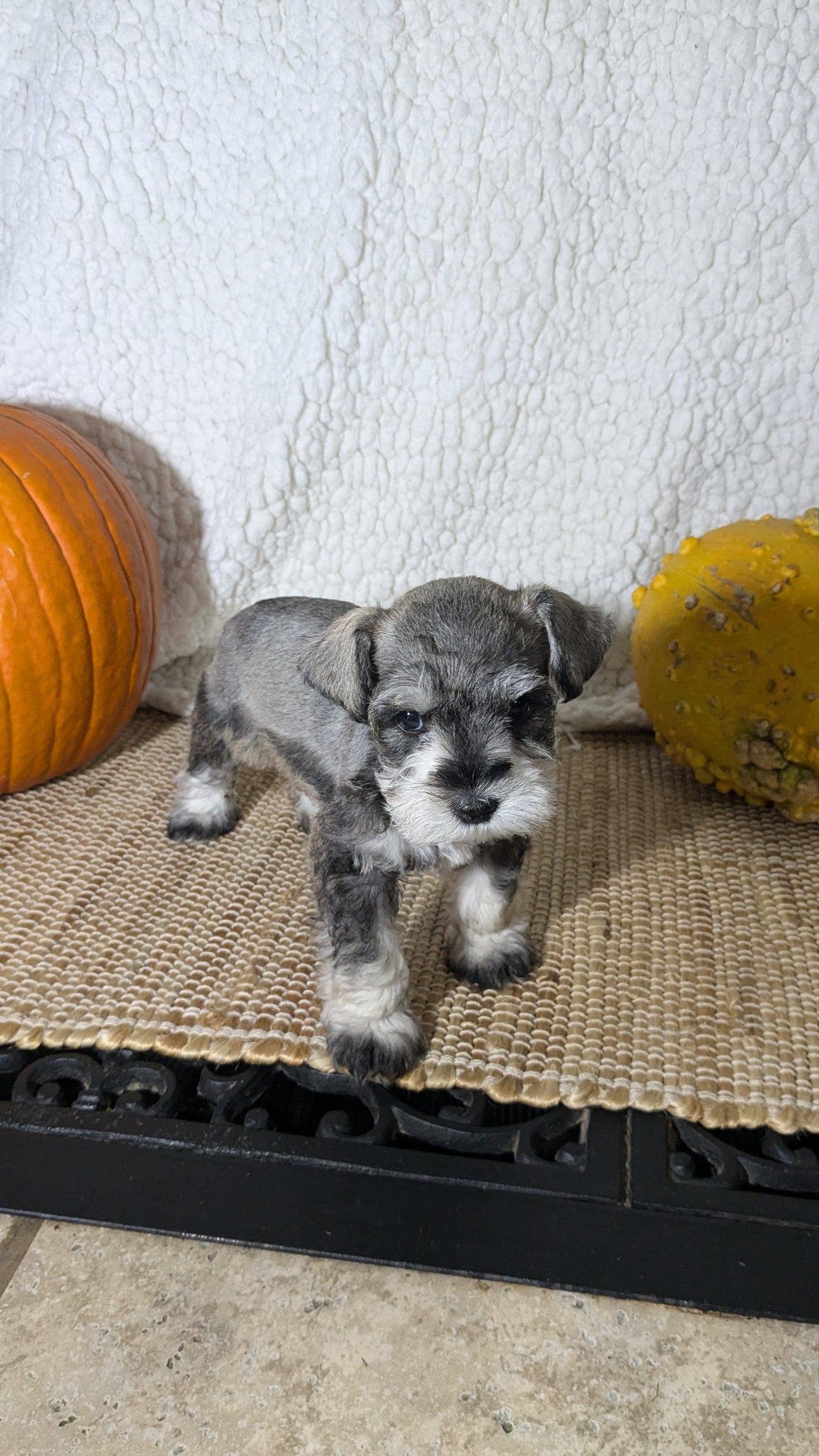 MINI SCHNAUZER (09/23) FEMALE