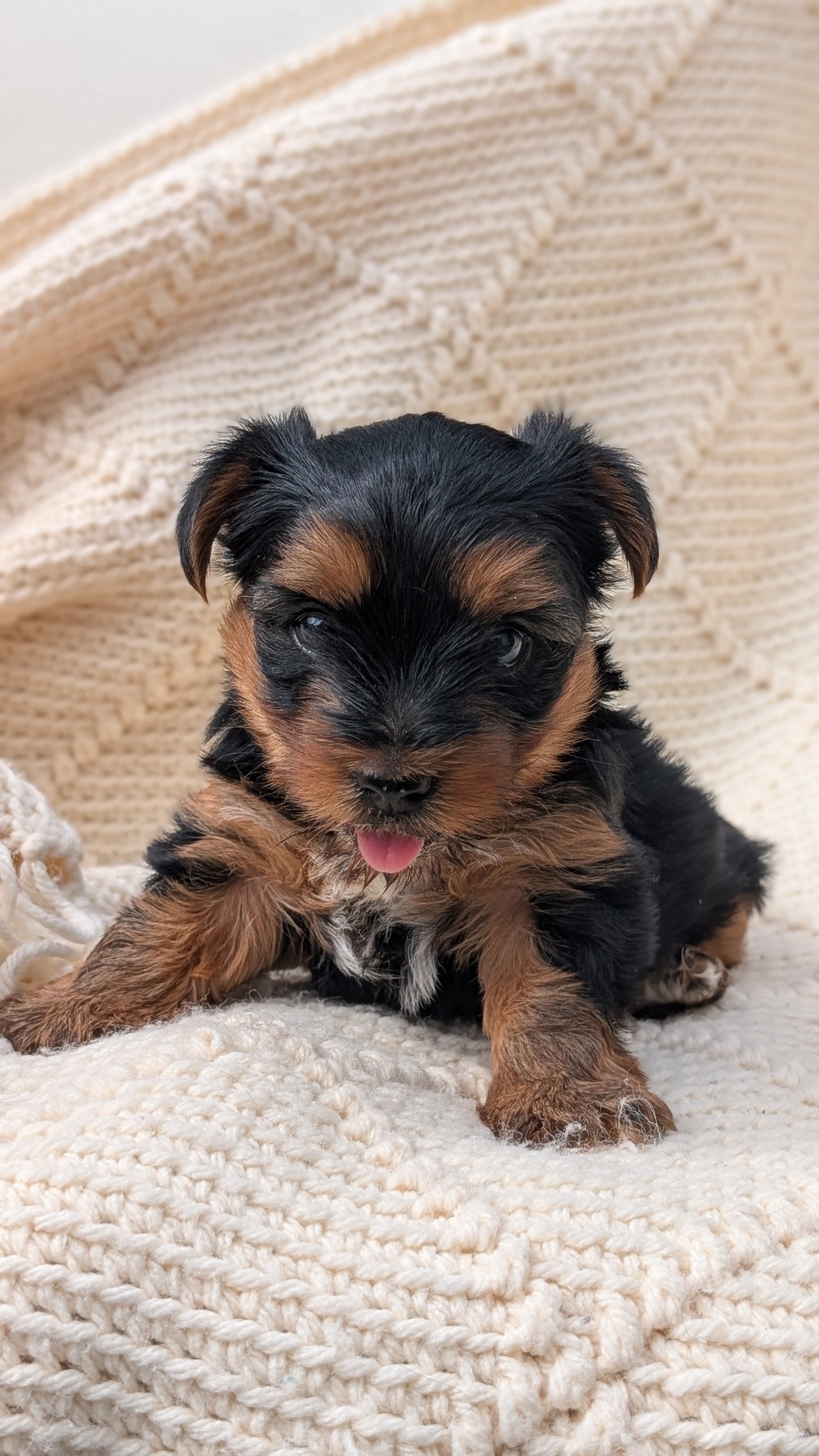 YORKSHIRE TERRIER (JUN 05) MALE
