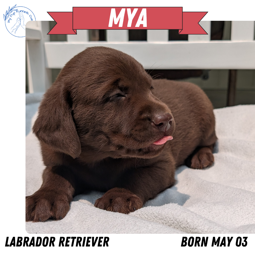 LABRADOR RETRIEVER (05/03) FEMALE
