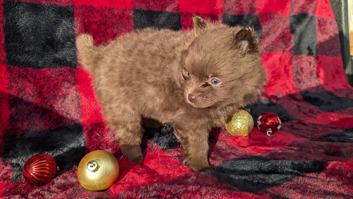POMERANIAM (10/02) MALE