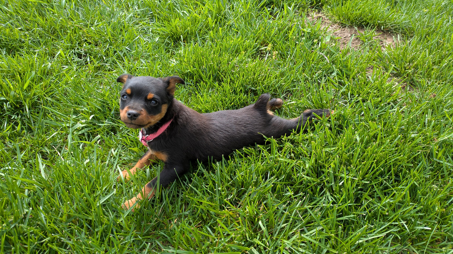 MINI PINSCHER (02/13) FEMALE