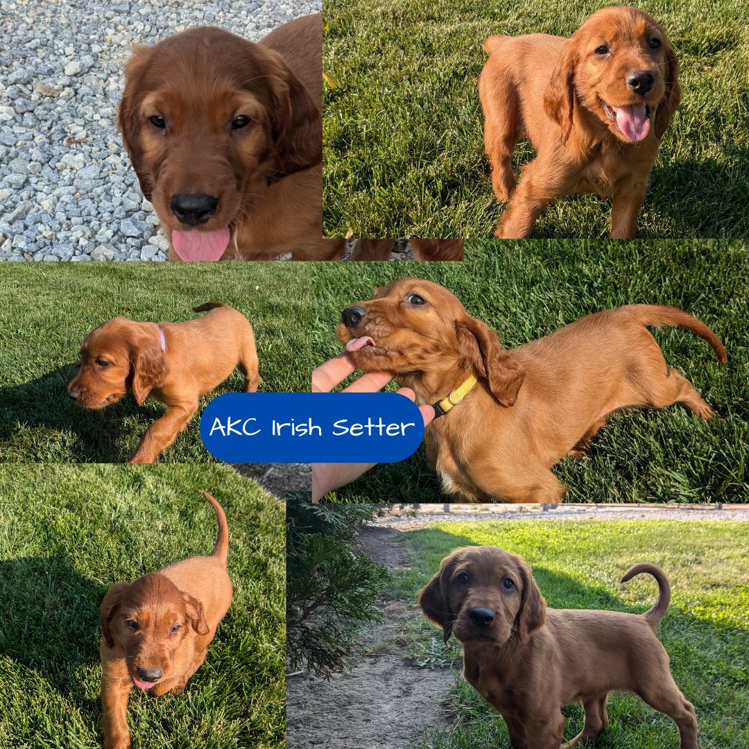 IRISH SETTER (07/20) FEMALE