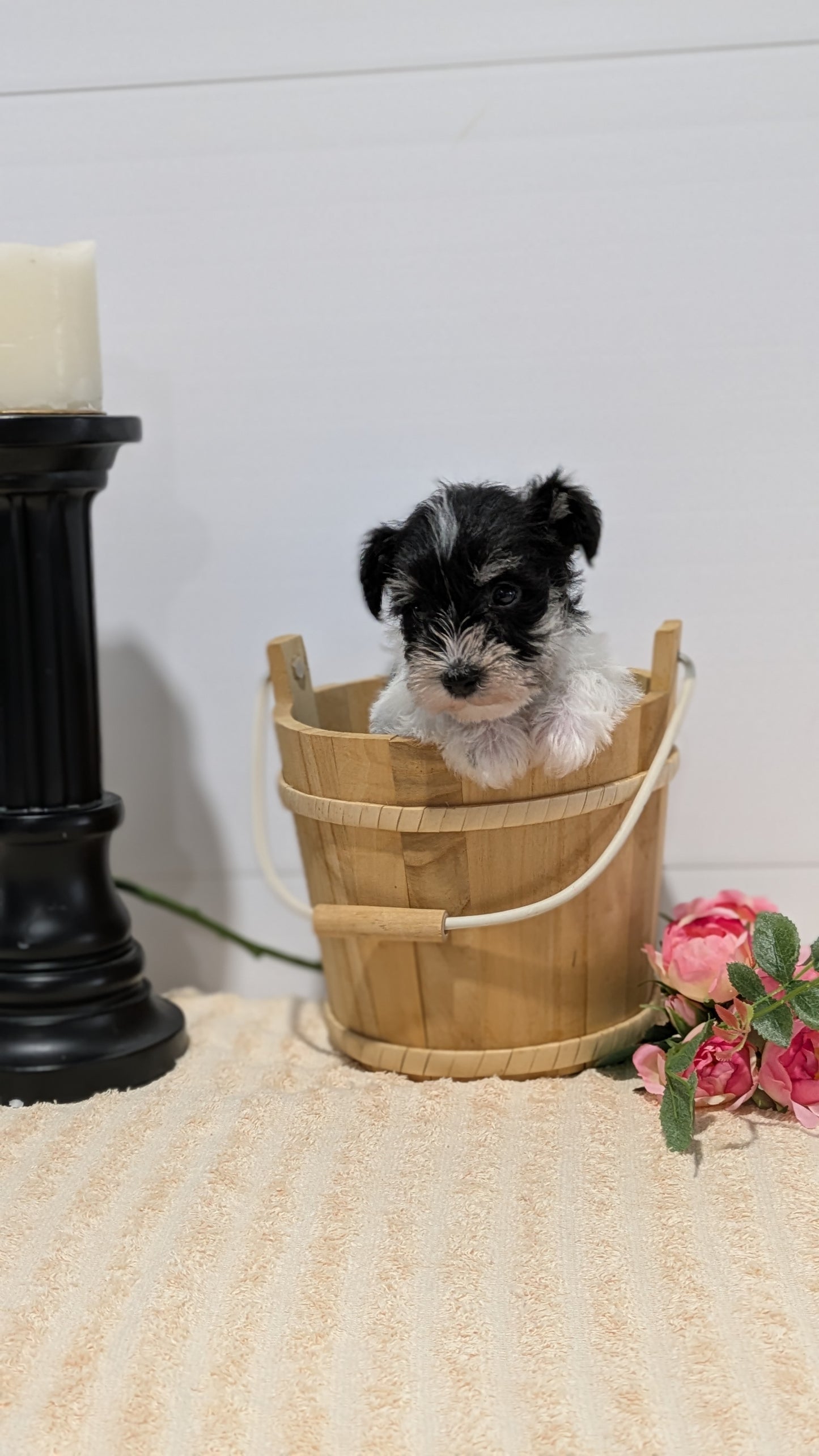 MINI SCHNAUZER (02/18) MALE