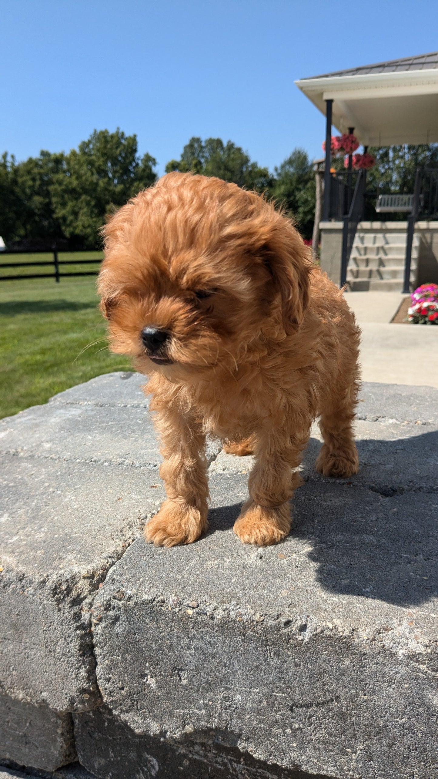 CAVAPOO (05/20) MALE