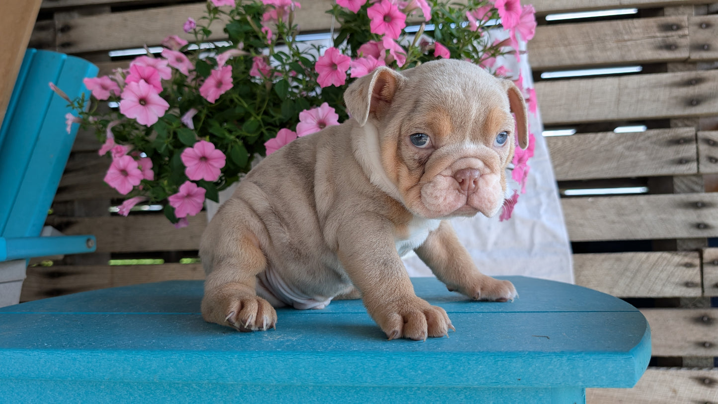 ENGLISH BULLDOG (06/30) MALE