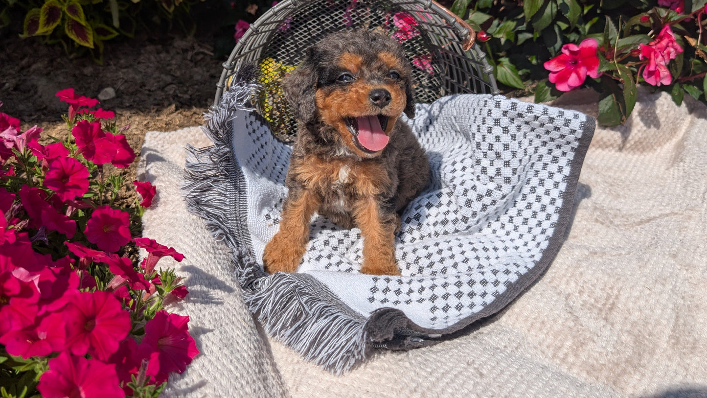 CAVAPOO (06/28) MALE