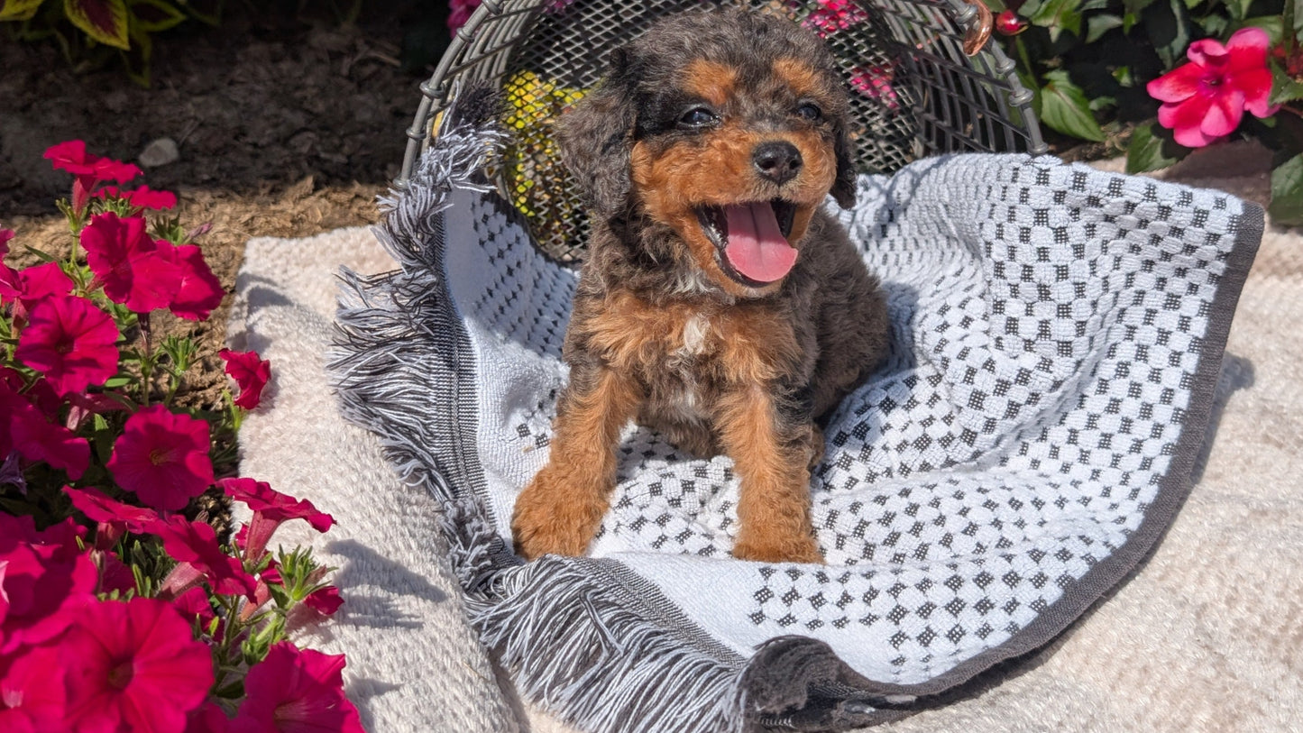 CAVAPOO (06/28) MALE