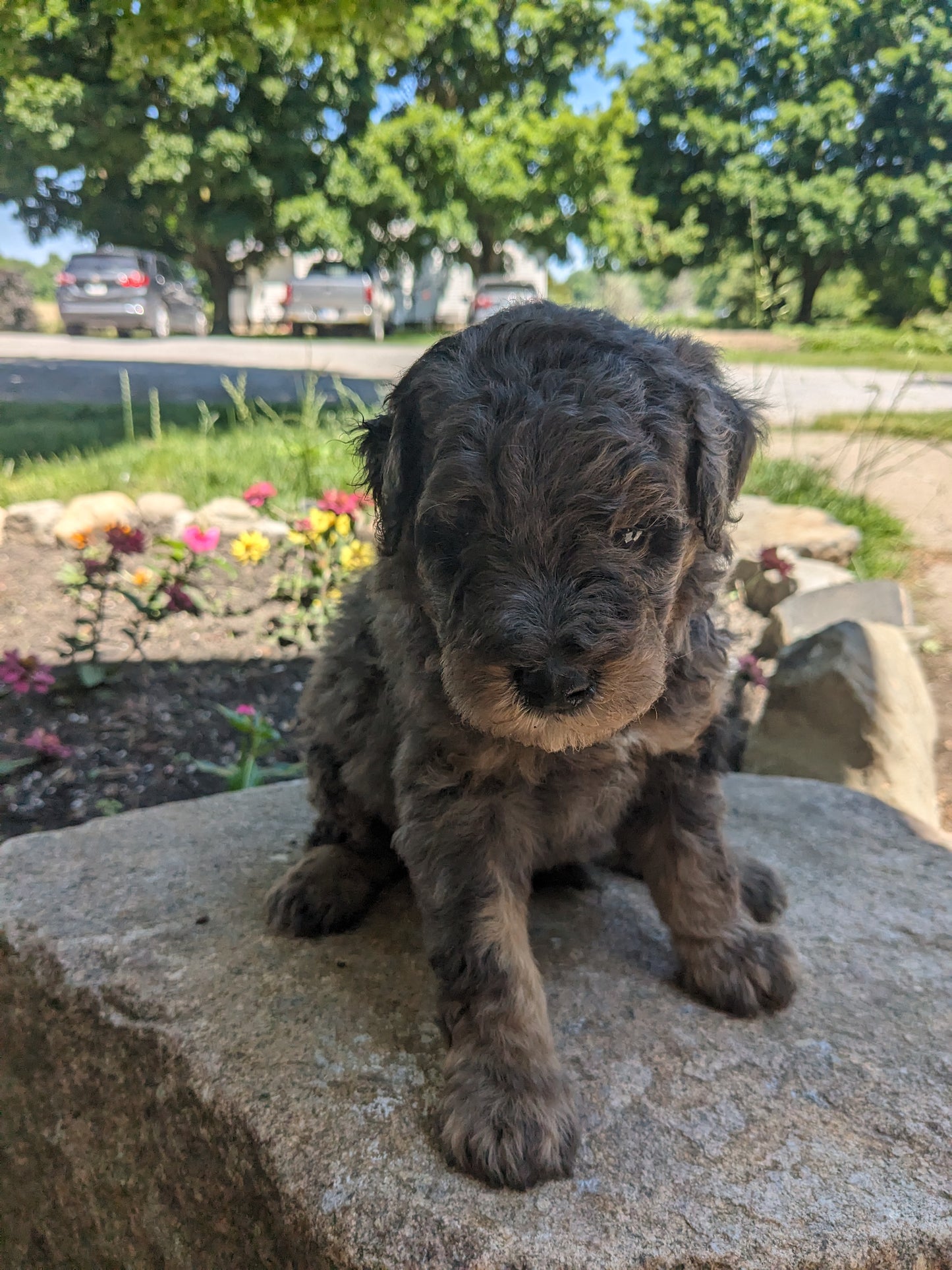 MINI POODLE (04/27) MALE