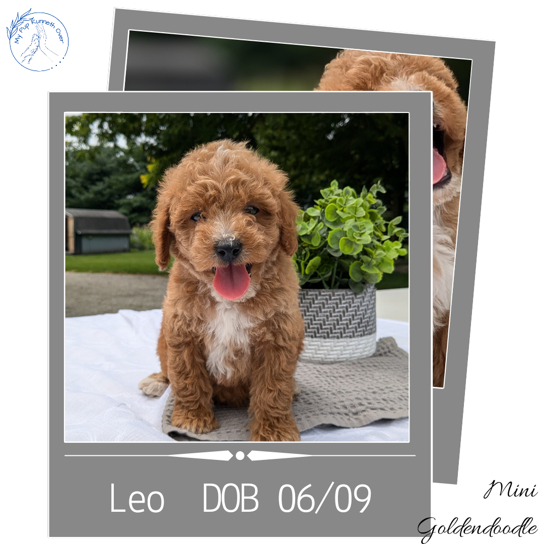 MINI GOLDENDOODLE (06/09) MALE