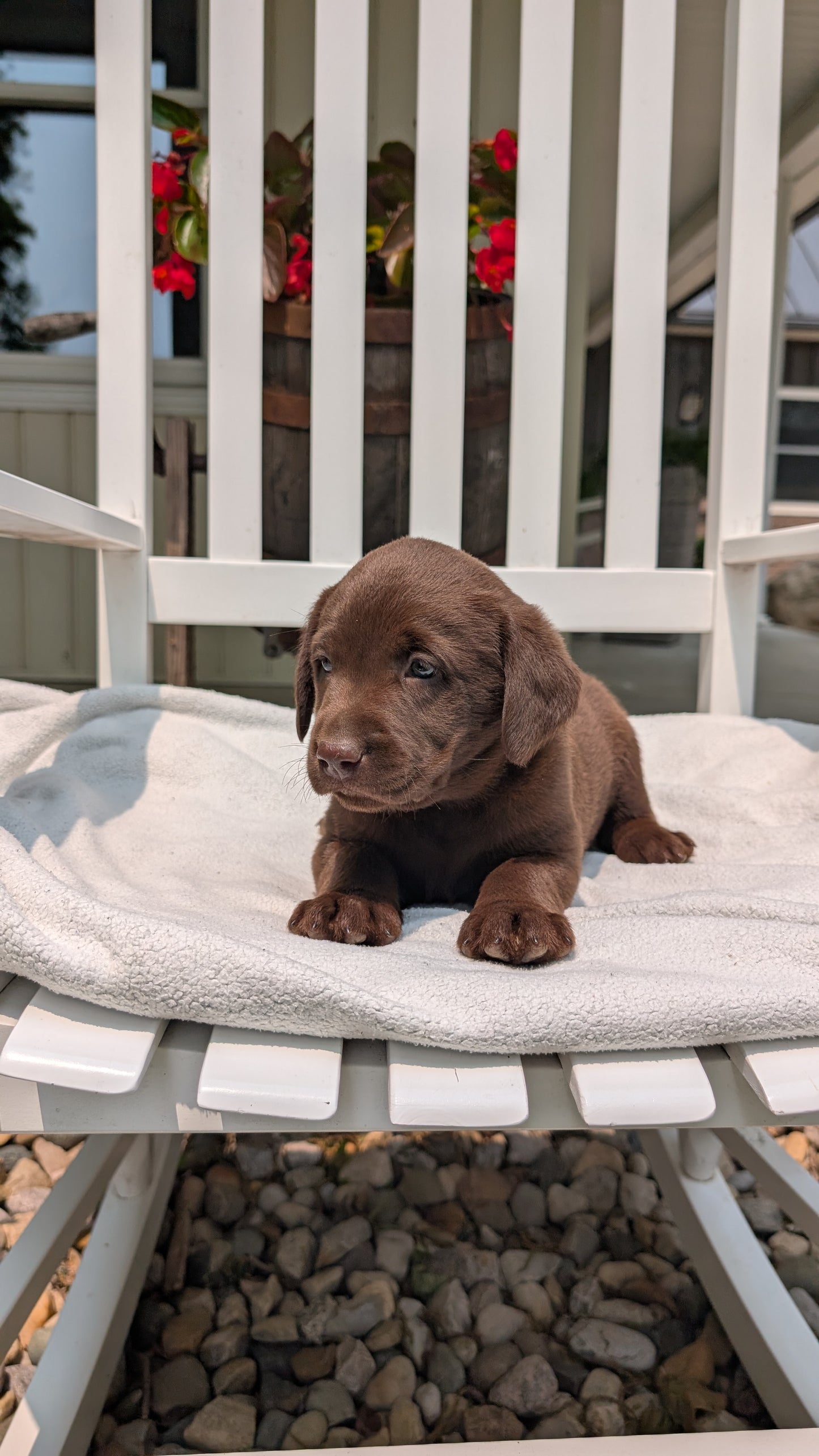 LABRADOR RETRIEVER (05/03) FEMALE