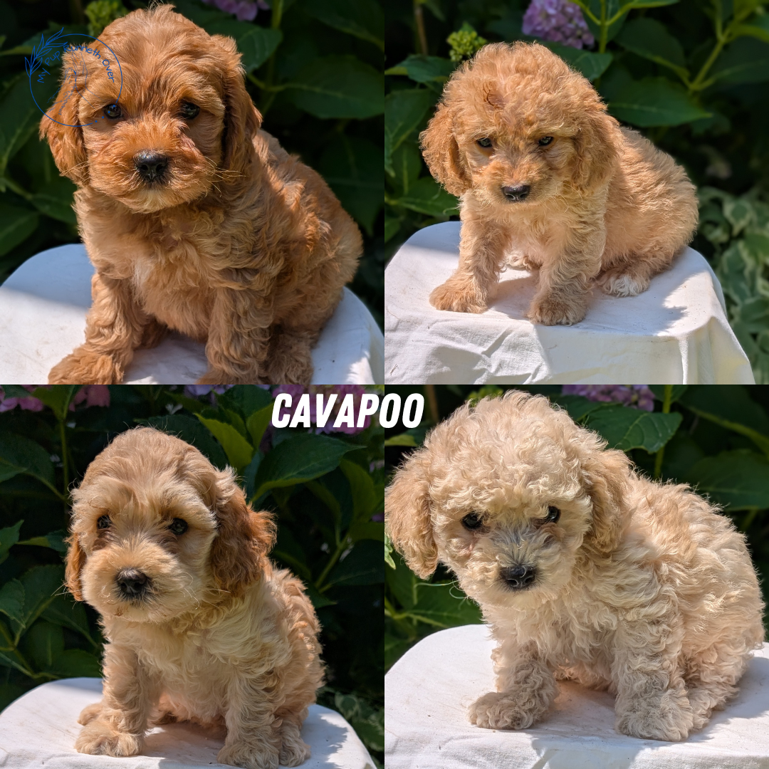 CAVAPOO (05/23) MALE