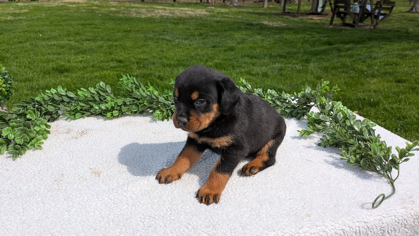 ROTTWEILER (03/18) FEMALE