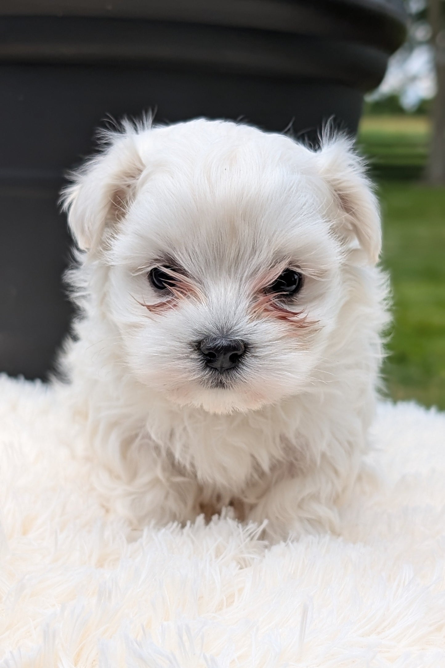 MALTESE (MAY 11) FEMALE