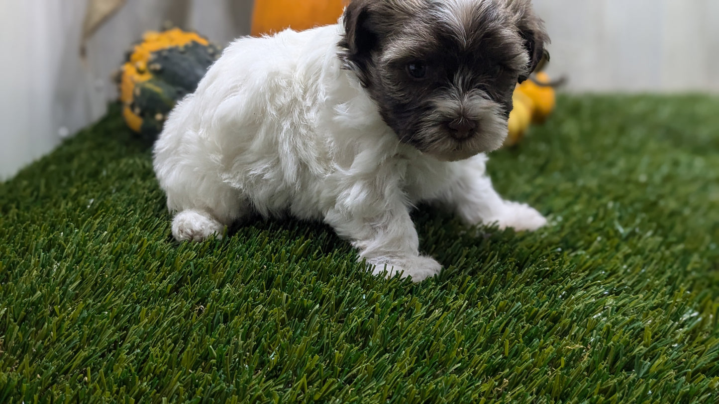 HAVANESE (08/23) FEMALE