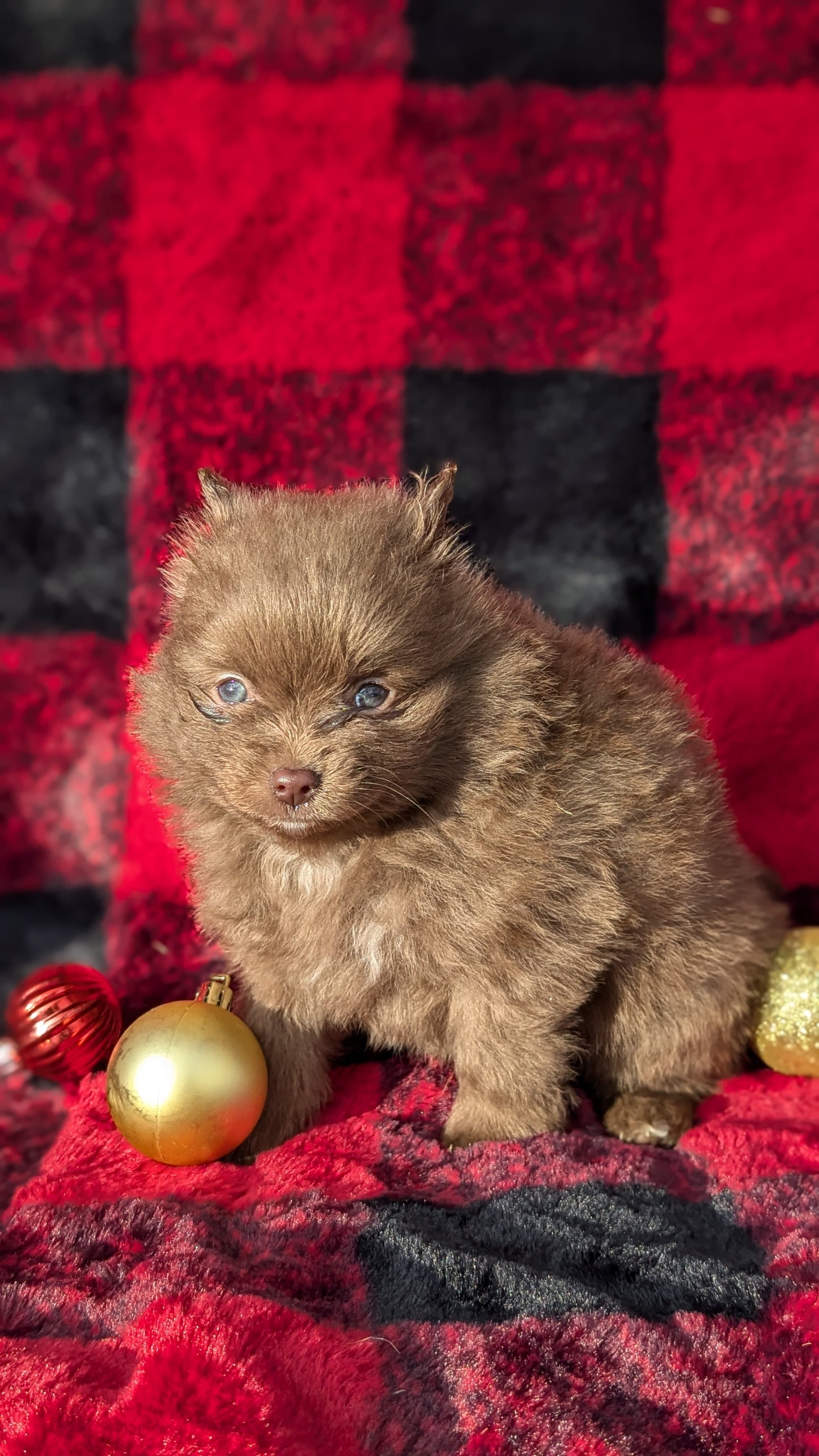 POMERANIAM (10/02) MALE