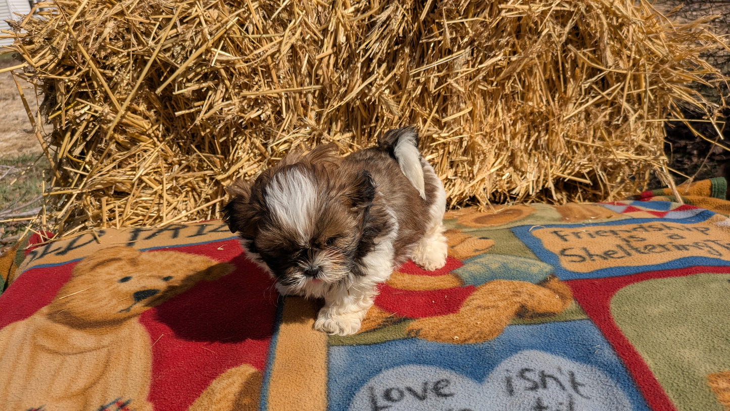 SHIH TZU (02/01) MALE