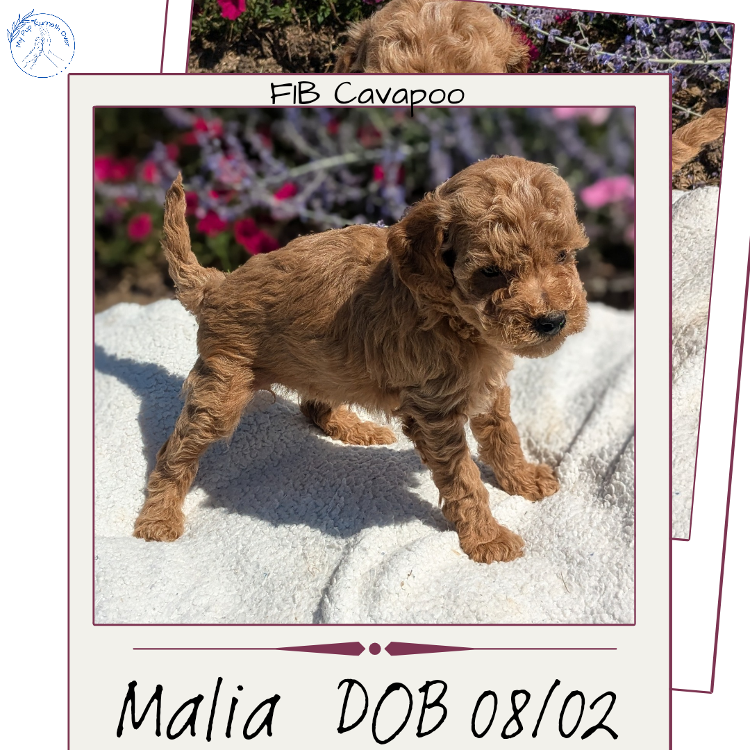 CAVAPOO (08/02) FEMALE