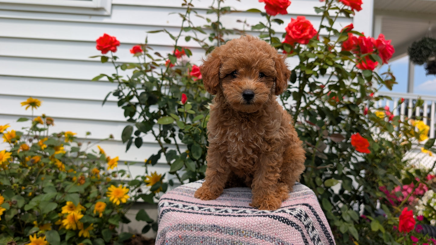 TOY POODLE (05/31) MALE