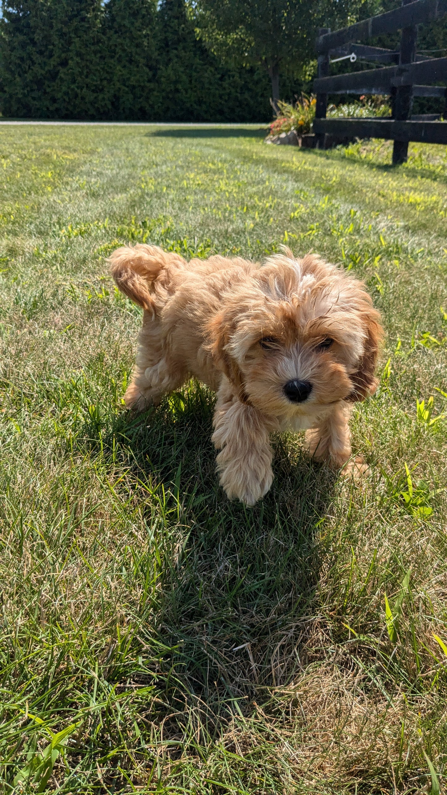 CAVAPOO (05/12) MALE